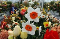 Trip to Smith College Bulb Show