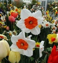 Trip to Smith College Bulb Show