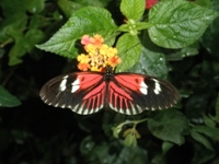 Trip to Magic Wings Butterfly Conservatory